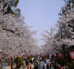 Cherry Blossom Festival in Japan?