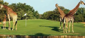 cultural travel immersion - Play golf in South Africa