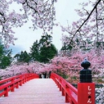 Cherry Blossom Festivals in Japan